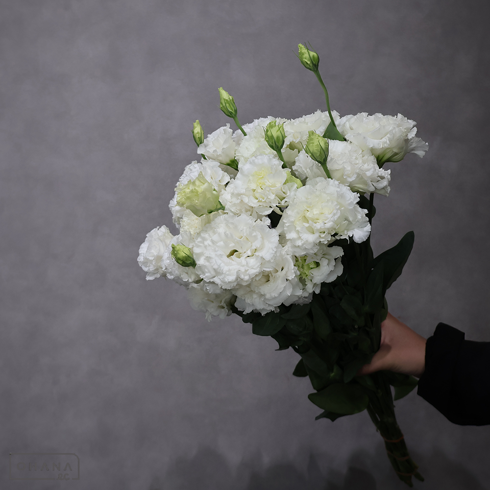 トルコキキョウ白　セレブクリスタル  65cm 2輪～