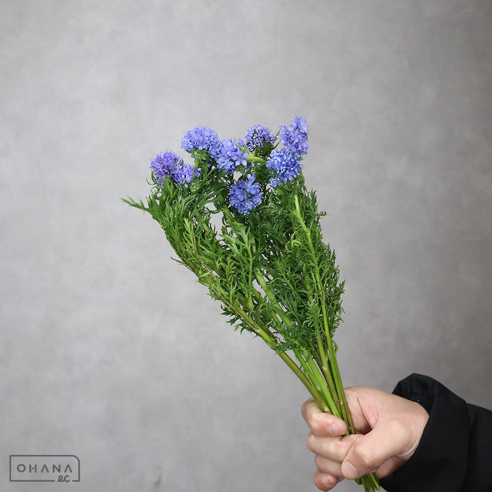 ギリア　レプタンス 秀S 30cm