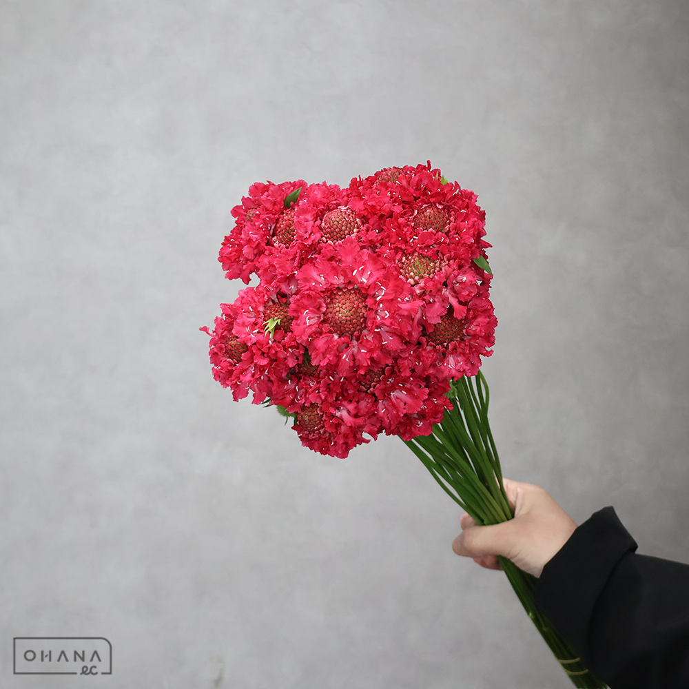 スカピオサ　テラ５１４レッド 秀 40cm