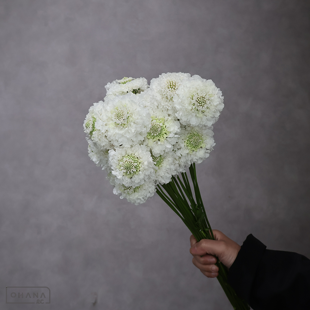 スカピオサ　フリフリエルサ 秀 40cm