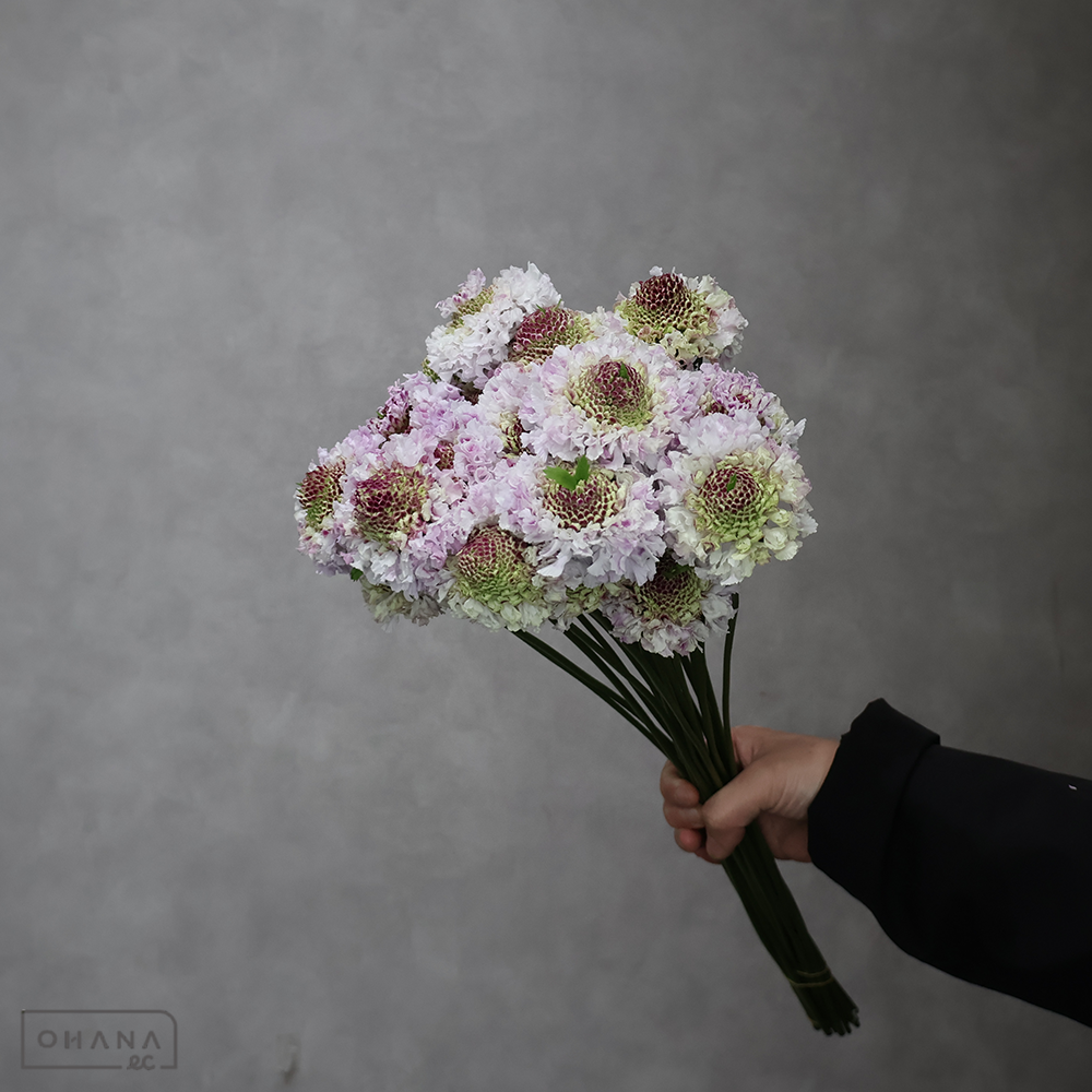 スカピオサ　フリフリサラ 秀 40cm