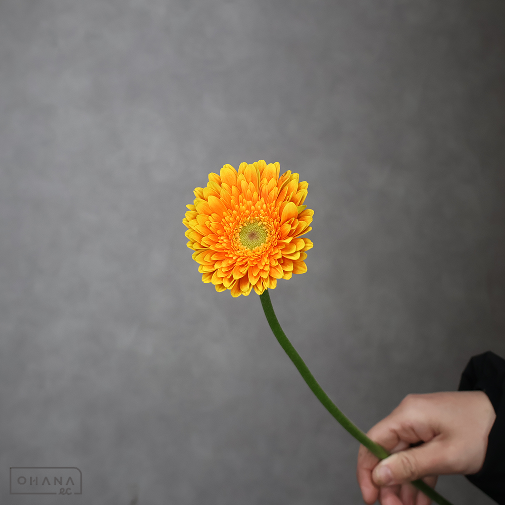 ガーベラ小輪オレンジ　コロナ　秀2L