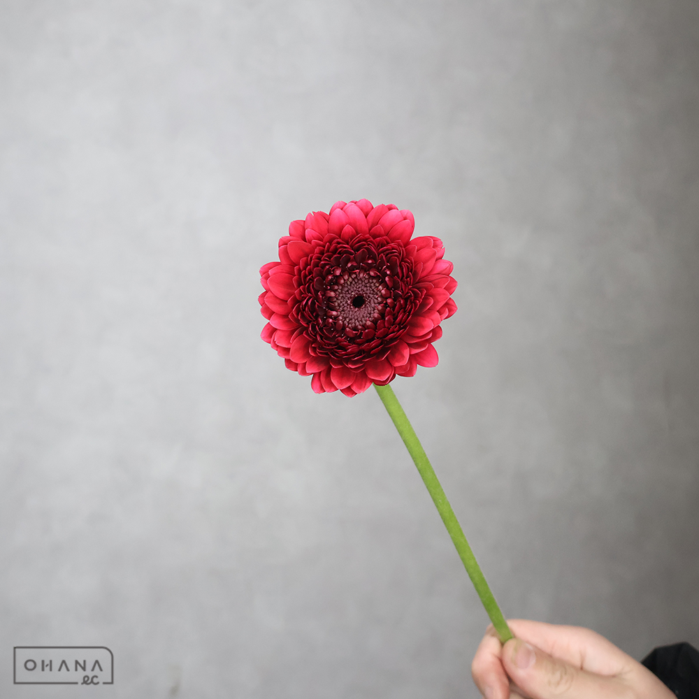 ガーベラ　ボレロネイロネイロ ※24本束　M