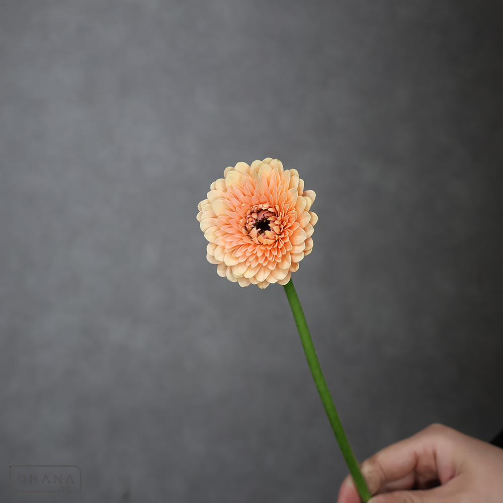 ガーベラポンポン　ボレロジェイジェイ　M