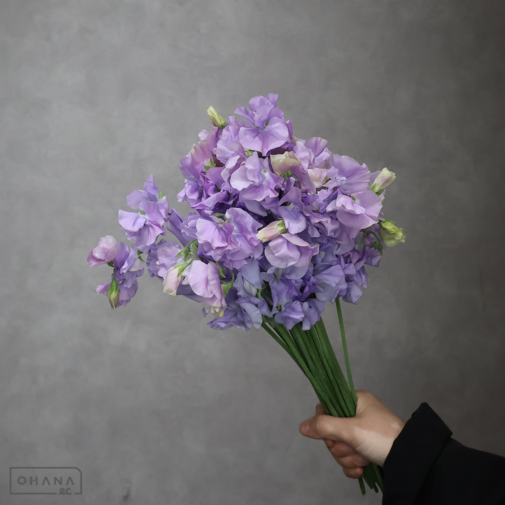 スイトピー紫　ムジカラベンダー　L 4輪