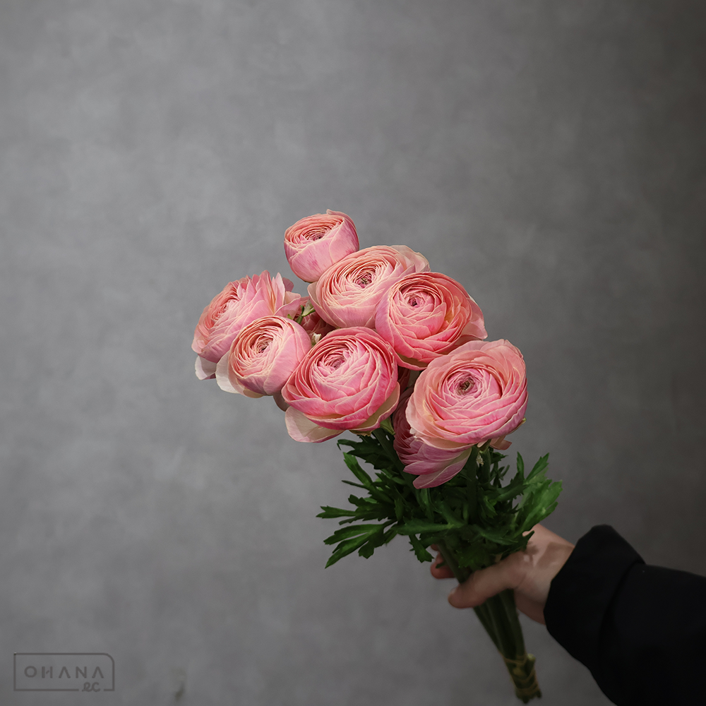 ラナンキュラスピンク　SCピーチ　優 50cm