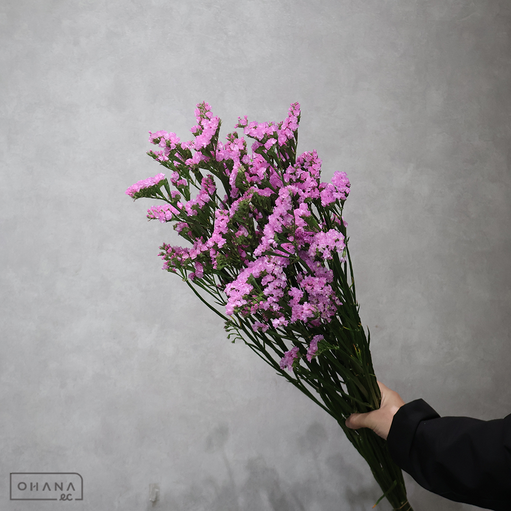 スターチスピンク　タツピンク　2L