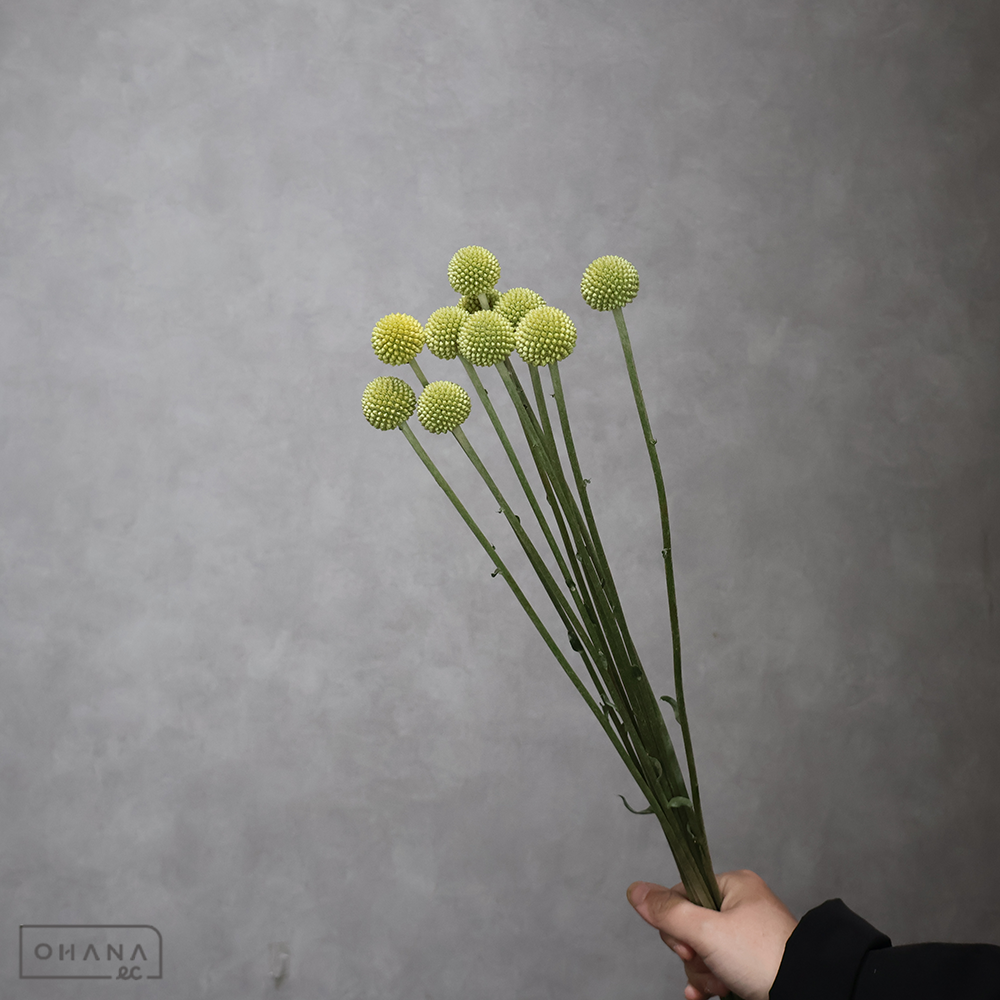 クラスペディア ゴールドスティック　秀 60cm