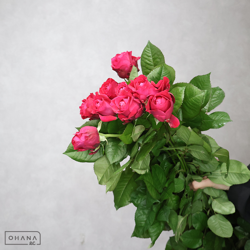 バラピンク　セントジェイムスパーク ※8本束　秀 60cm