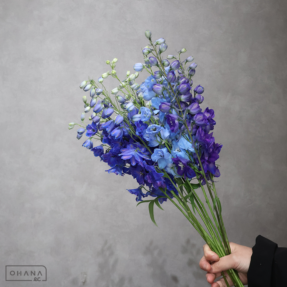 デルフィジャイアント　MIX　秀 60cm