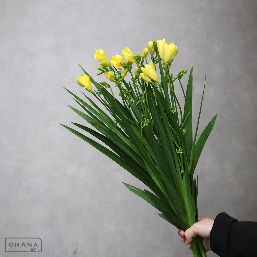 フリージア黄　ラピッドイエロー　 60-50