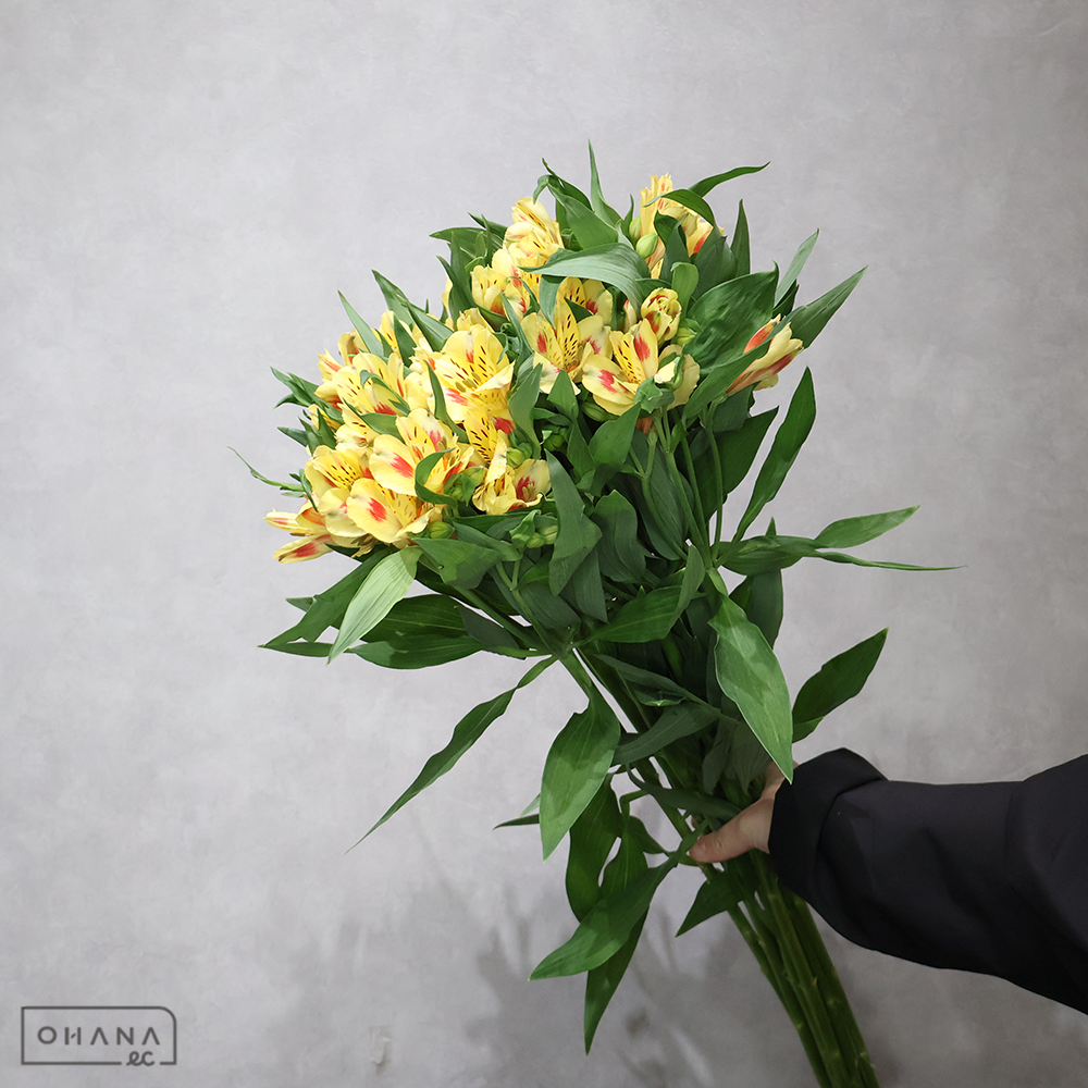 アルストロメリア複色　バリ　秀 80cm