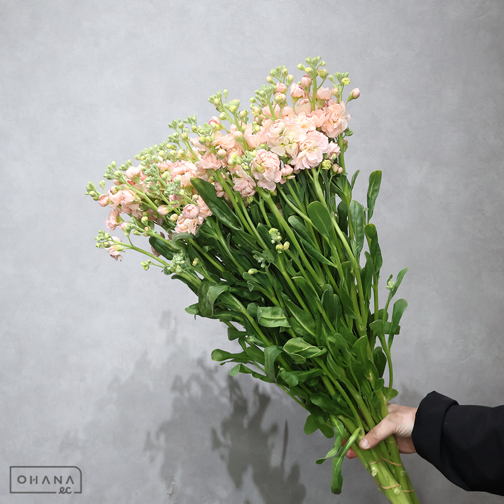 ストックスプレー　アプリコットカルテット　優 70cm