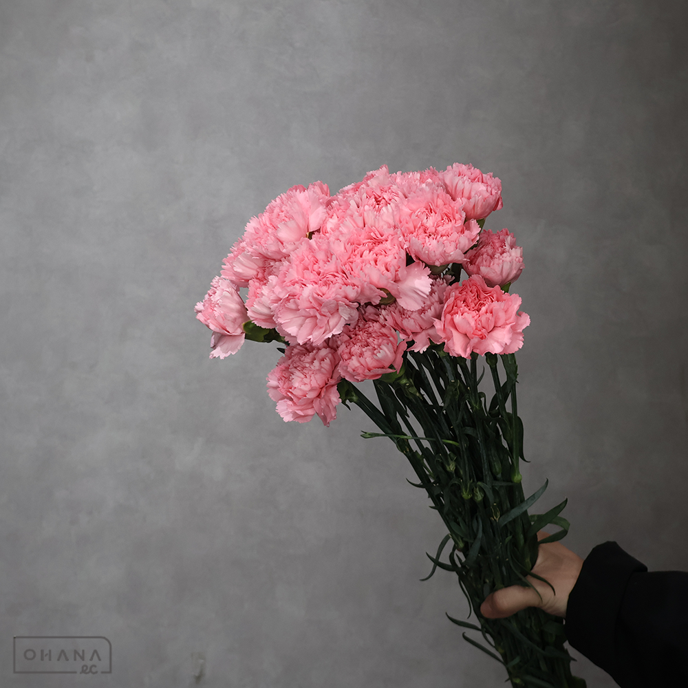 カーネピンク　バブリシャス　 70cm