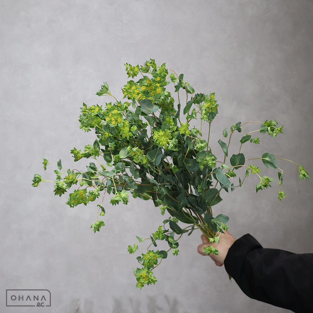 ブプレリューム　　秀 50cm