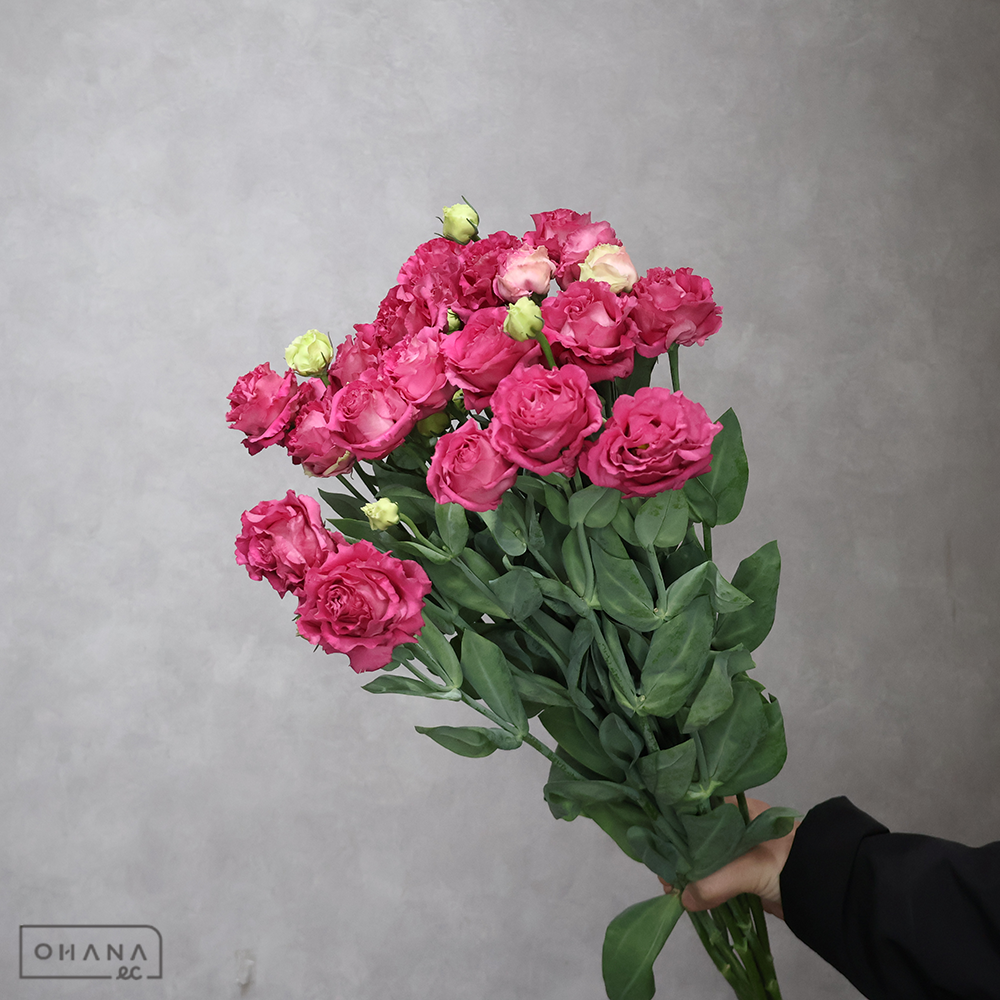 トルコキキョウ　マキアルージュ　2輪70cm