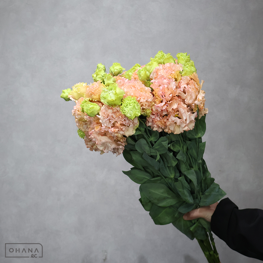 トルコキキョウ　マキアライトアプリコット　 70cm 3輪