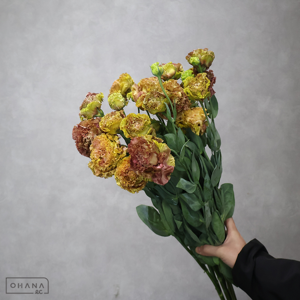 トルコキキョウ　アンバーダブルショコラ　 70cm 2輪