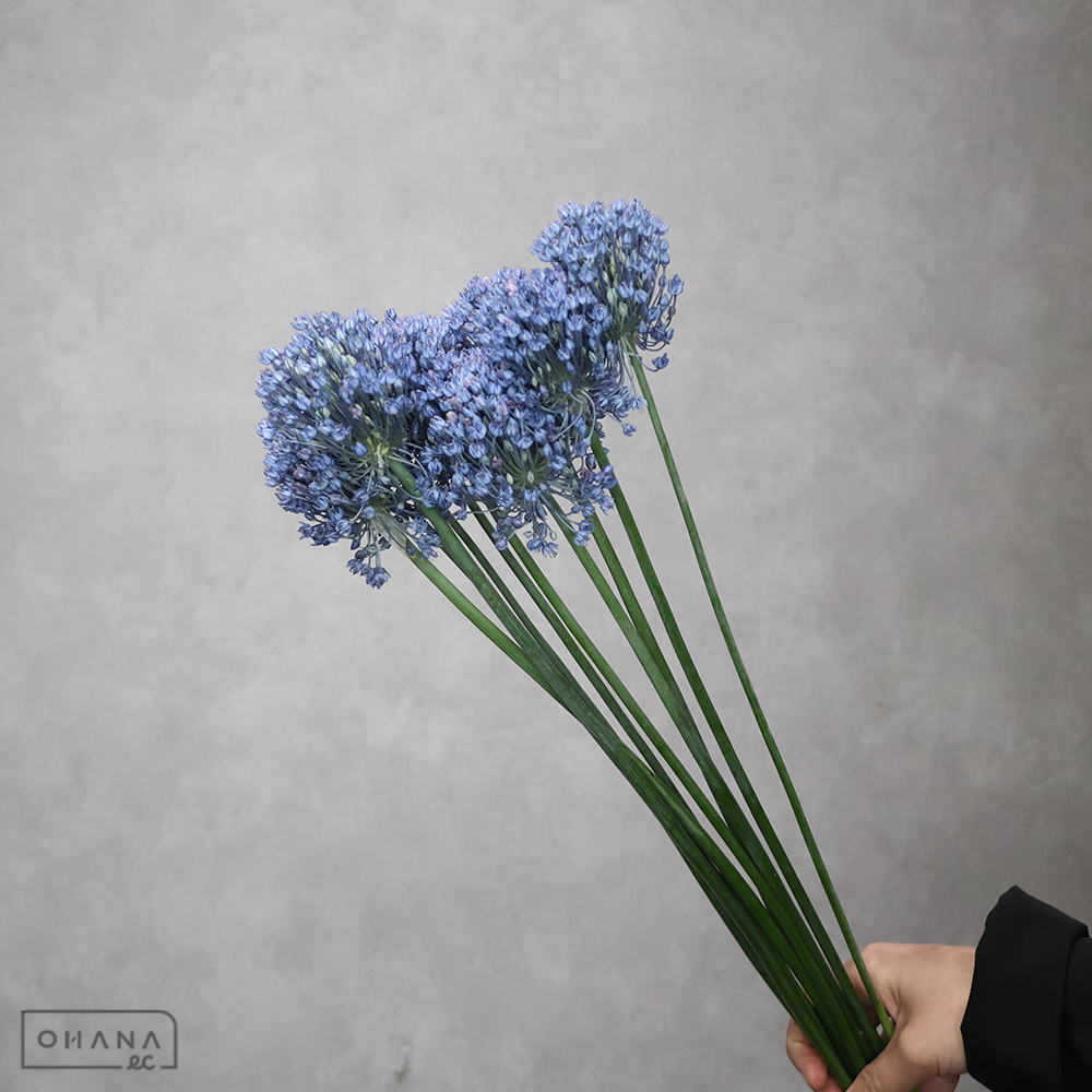 アリウム ブルーパフューム　秀60cm