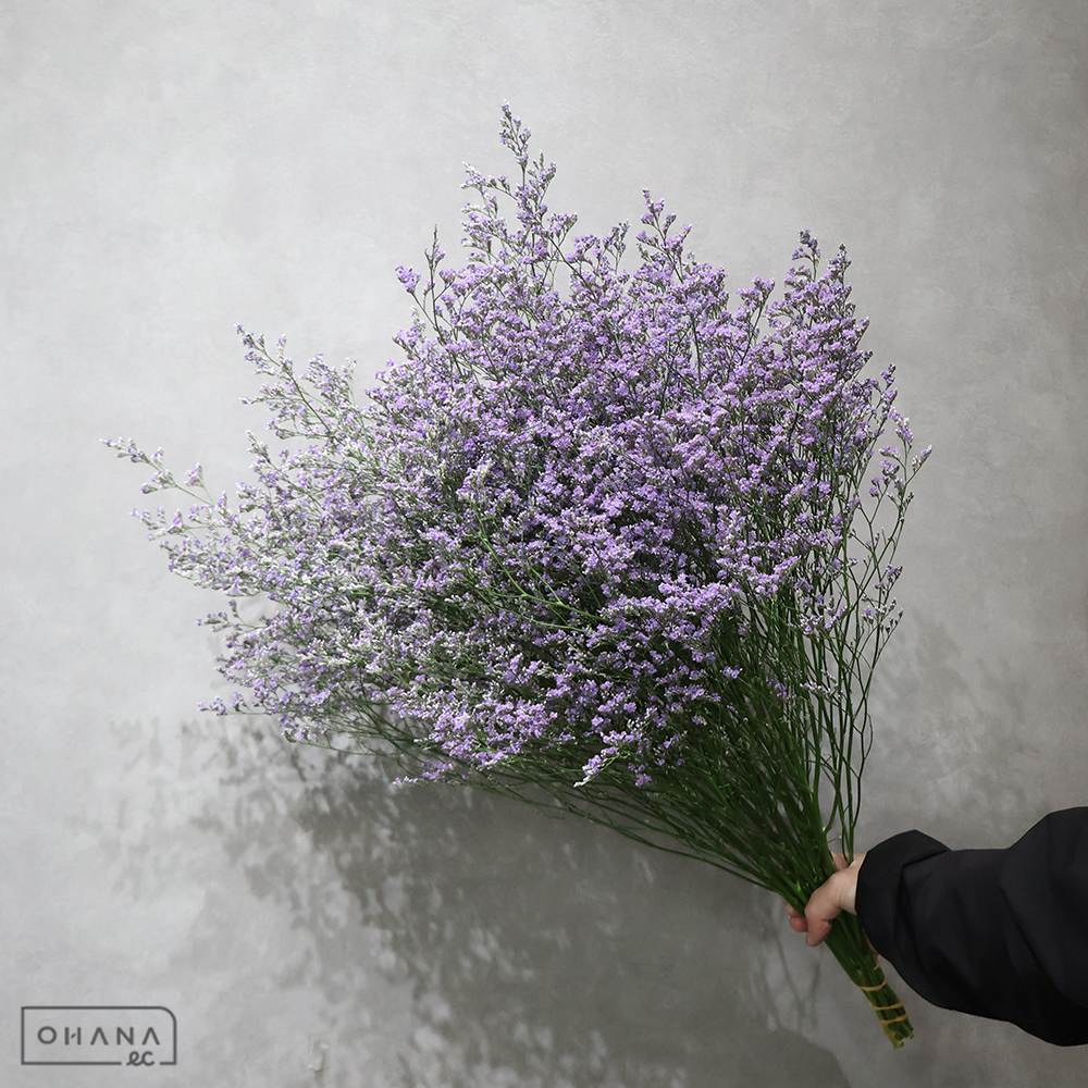 HBスターチス ブルーウェーブ　優70cm