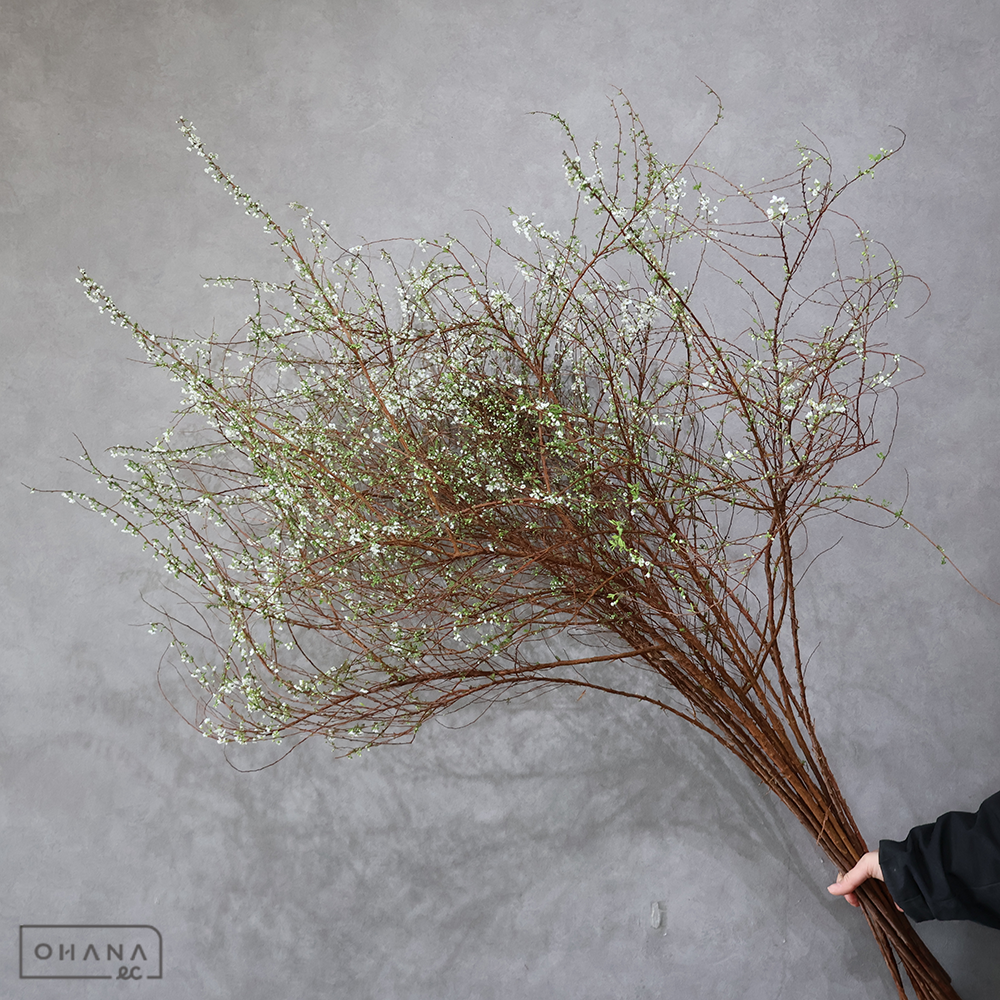 雪柳　 130cm