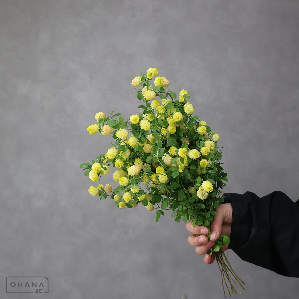 クスダマツメクサ ※花有り　 40cm