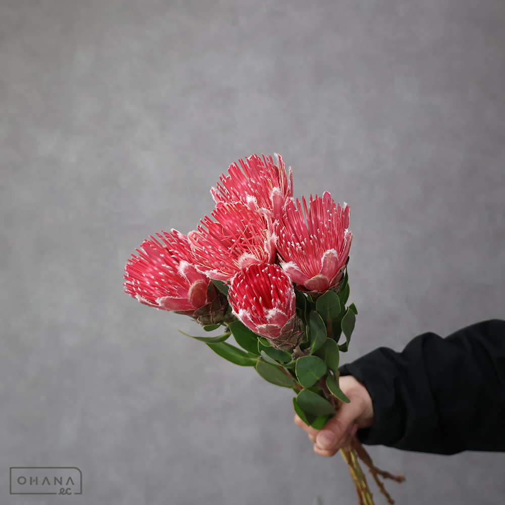 プロティア　アイビー　 60cm ※5本束