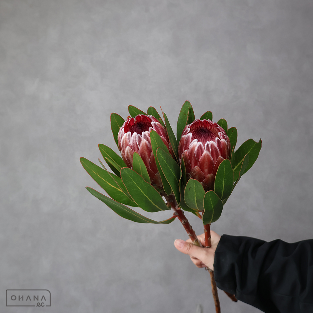 プロティア　ピンクアイス　  50cm ※2本束