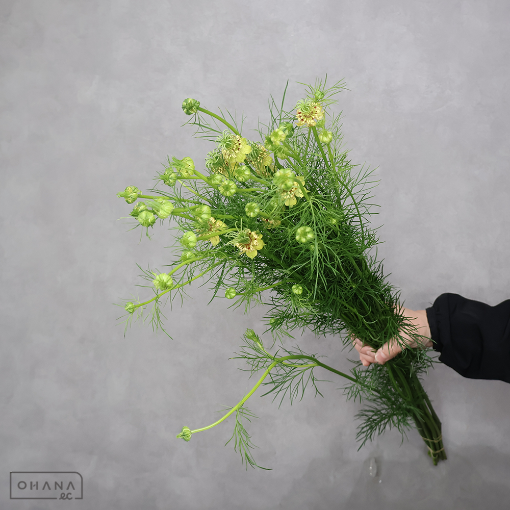 ニゲラ　トランスフォーマ　 70cm