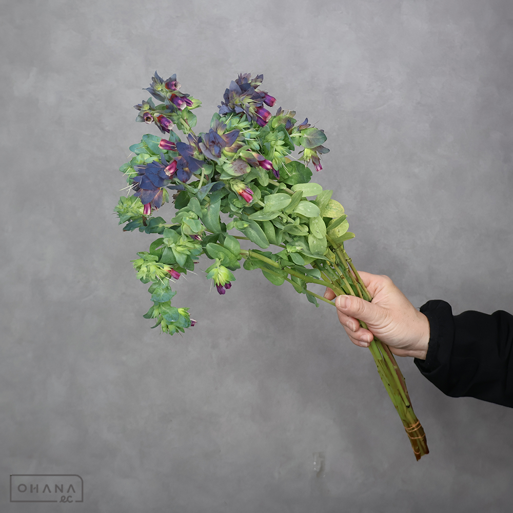 セリンセ　 50cm 伊東成幸