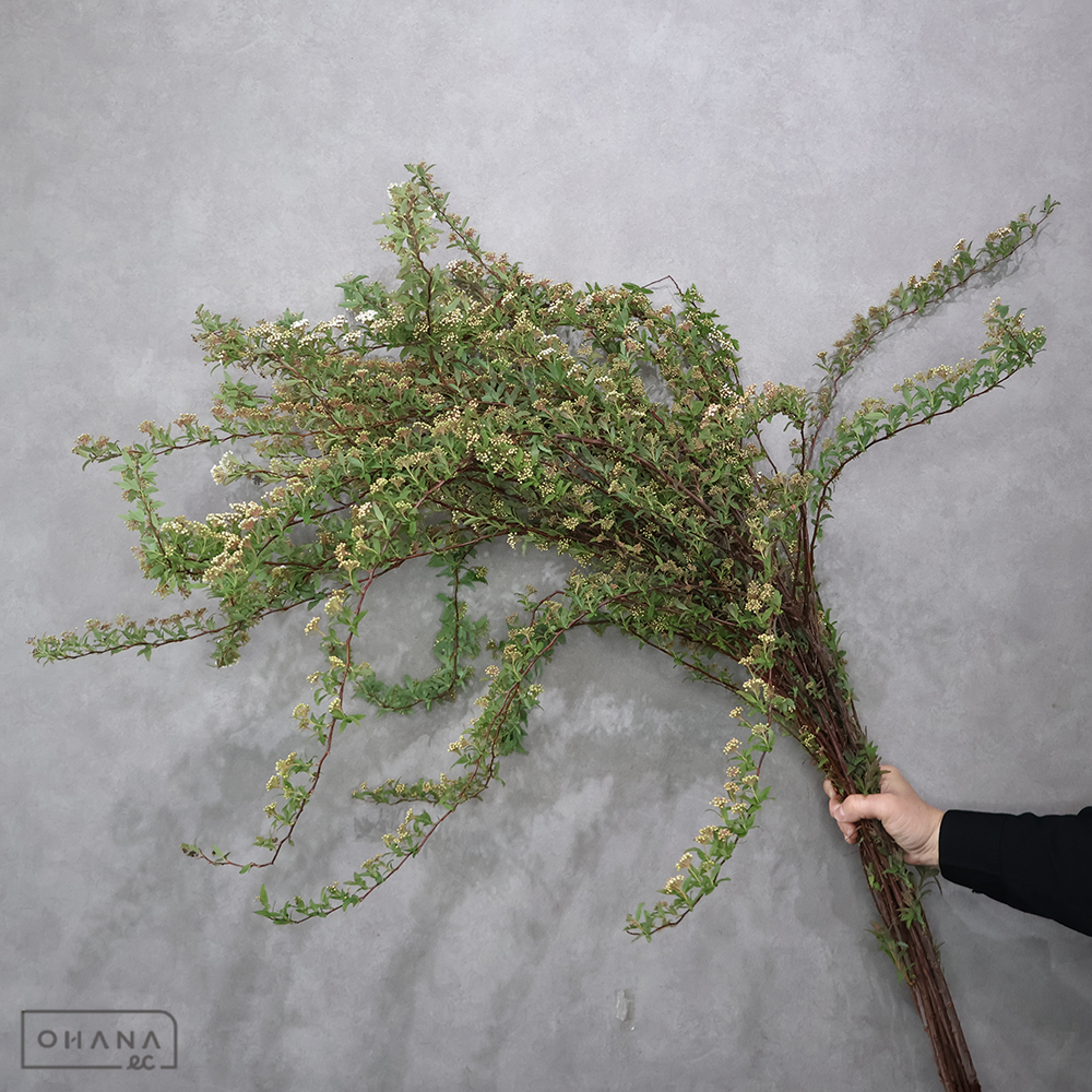 こでまり　秀 110cm ■発送時は90cm以下にカット（横箱配送）