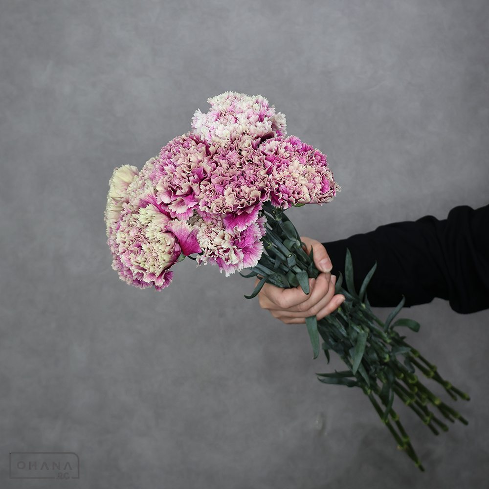 カーネ複色　ドレープ　秀 65cm