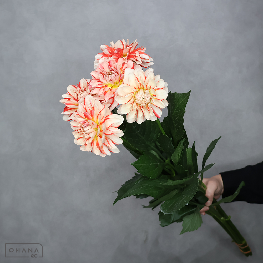 ダリア　ルル ※5本束　80cm ■発送時は75cm以下にカット