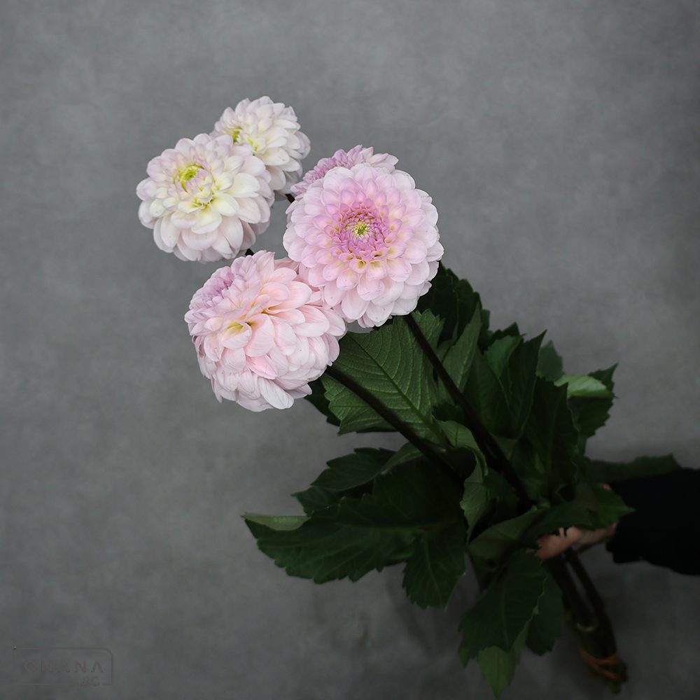 ダリア　ドロシー ※5本束　80cm ■発送時は75cm以下にカット