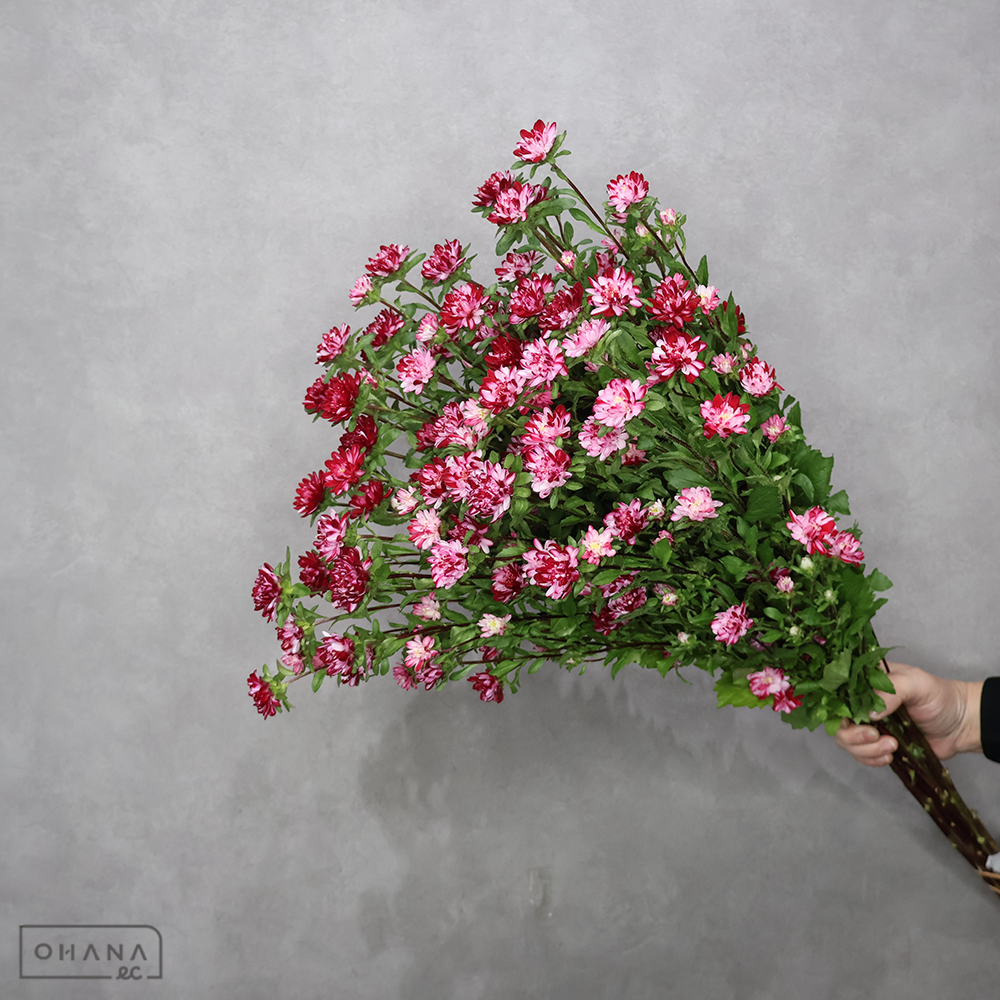 アスター　ココットマーブルレッド　秀 70cm