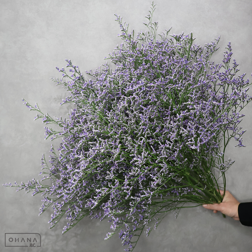 ＨＢスターチス　ブルーファンタジアマリン　秀 Ｌ ■発送時は75cm以下にカット