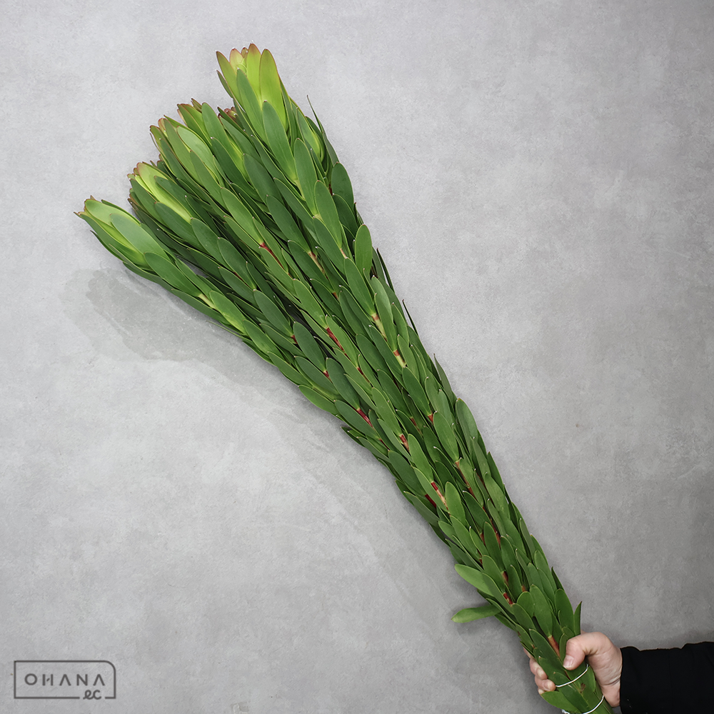 【SALE】リューカ　コアラブラッシュ　 90cm ■発送時は75cm以下にカット　※クレーム対象外