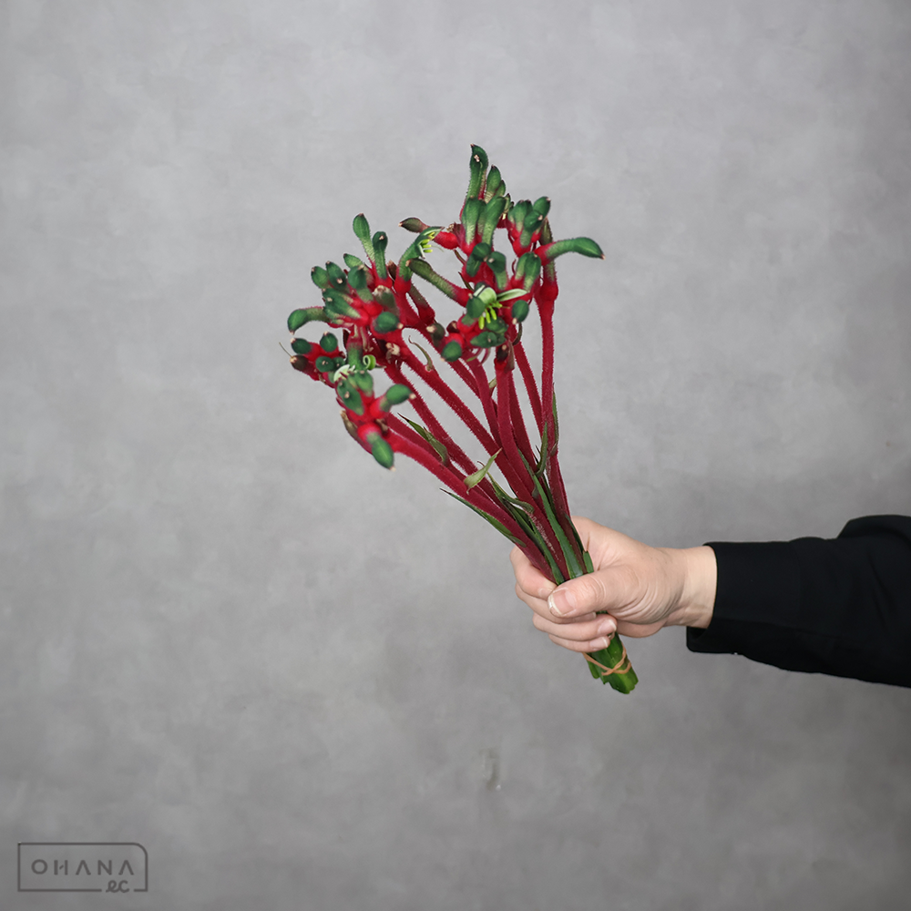 カンガルポー　ブッシュダンス　秀 40cm