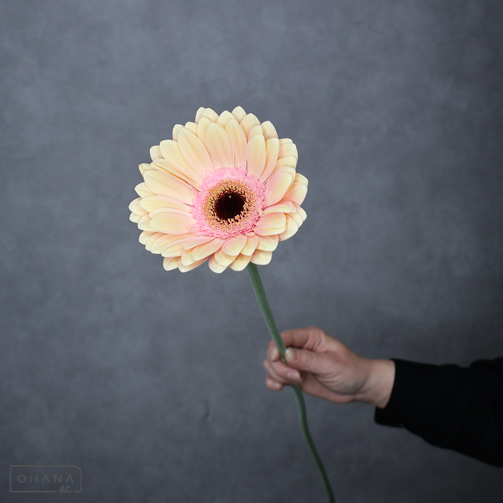 ガーベラ　アライアンス 大輪　特級 (大輪）