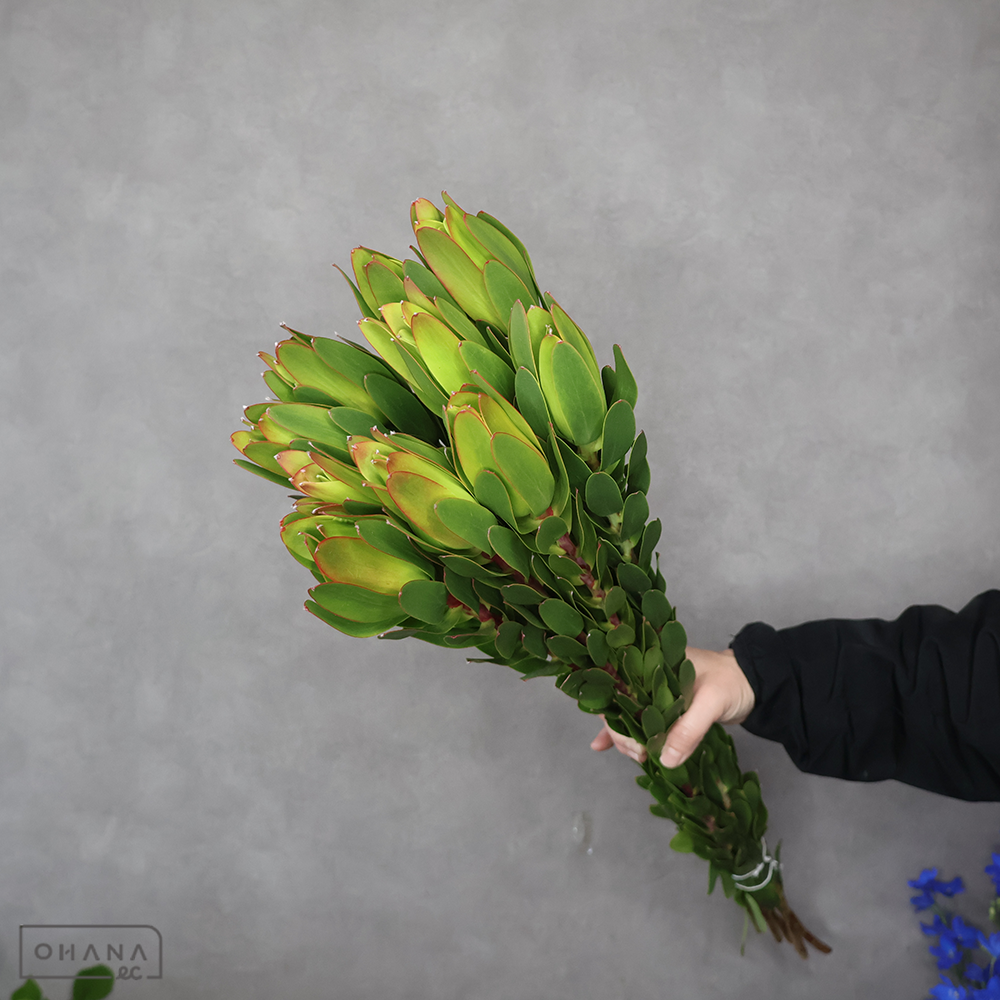 【SALE】リューカデンドロ　コアラブラッシュ　 80cm  ■発送時は75cm以下にカット　※クレーム対象外