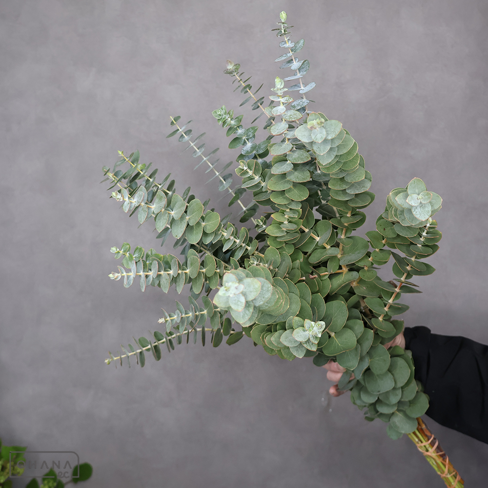 【SALE】ユーカリ　銀世界　 60cm　※クレーム対象外