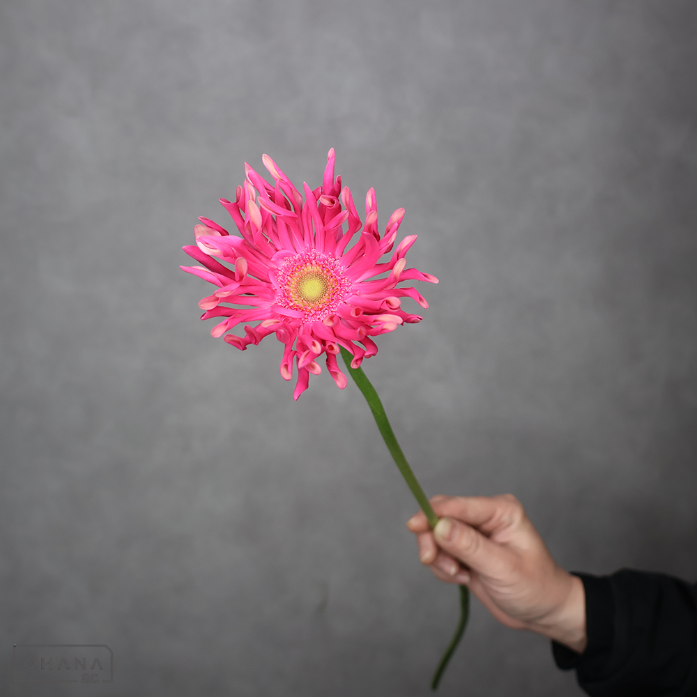 ガーベラ大輪ピンク　レベルジンクス　秀 50cm