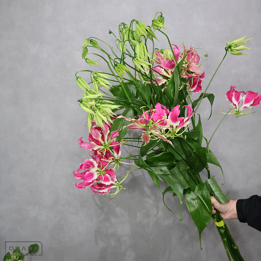 グロリオサソノタ　グロリオサ　赤紫系　2L