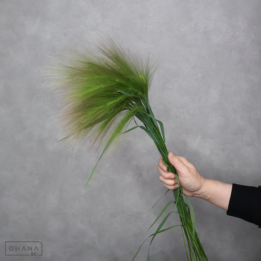 ホルデューム ジュバタム ※20本束　秀大