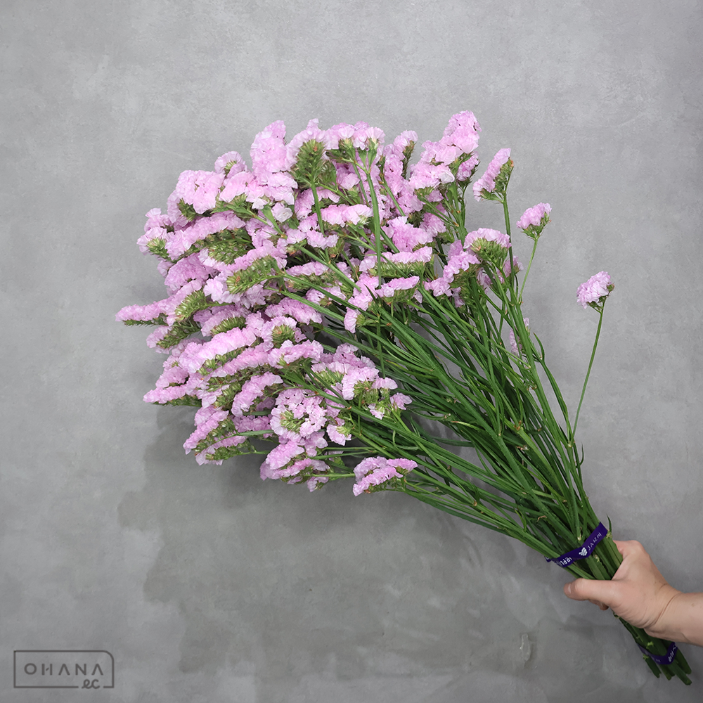 スターチス シフォンピンク　秀70cm