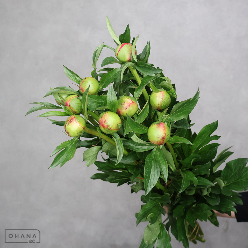 芍薬 コーラルチャーム　秀Ｌ ■発送時は75cm以下にカット