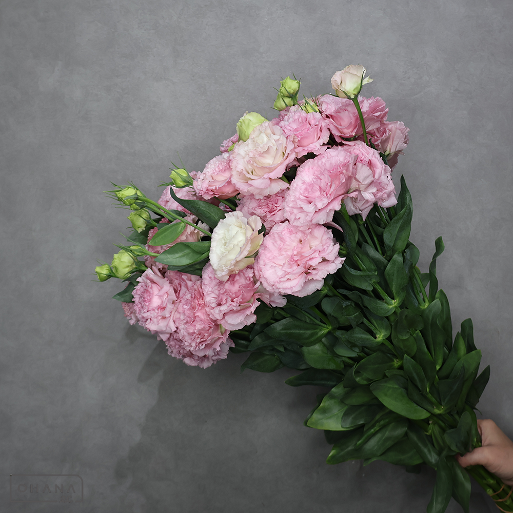 トルコキキョウ　チアライトピンク　秀 Ｌ ３輪 70cm