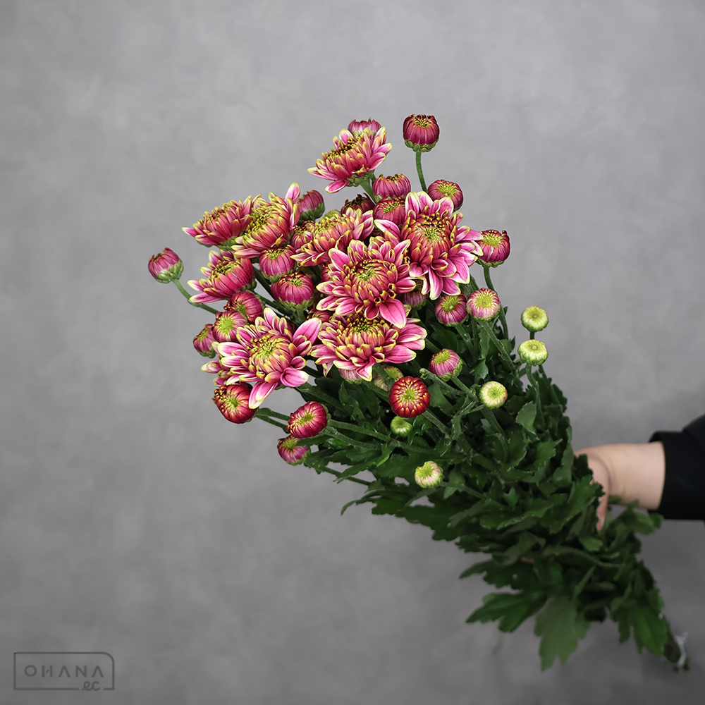 スプレー菊　カフカ　秀 ２Ｌ  ■発送時は75cm以下にカット