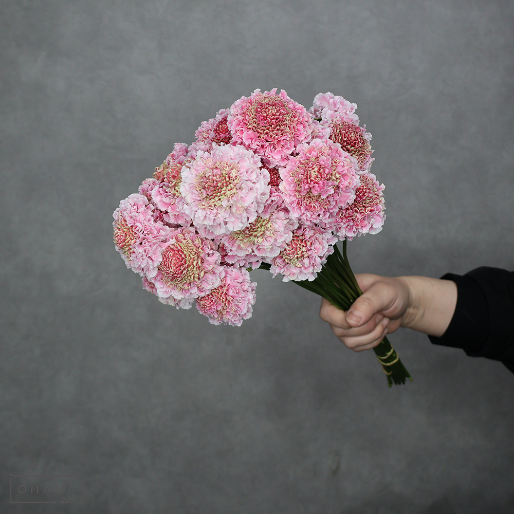 スカビオサピンク　フリフリハルル　秀 30cm