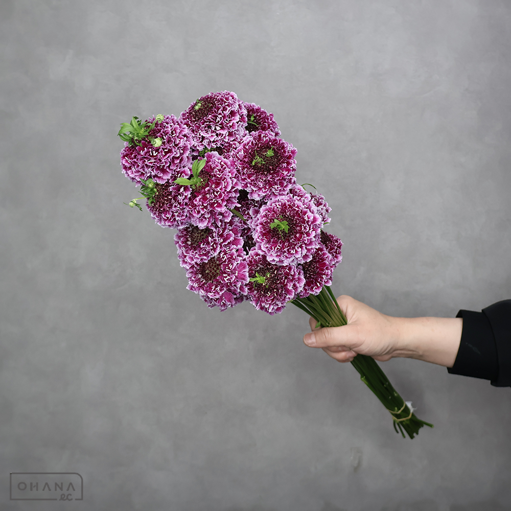 スカピオサ　チョンマゲヤマト  ※25本束　秀 50-30cm